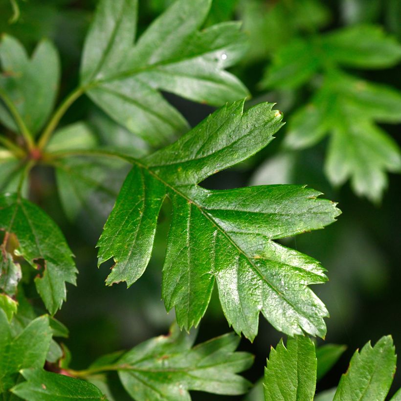 Espino albar - Crataegus monogyna Compacta (Follaje)