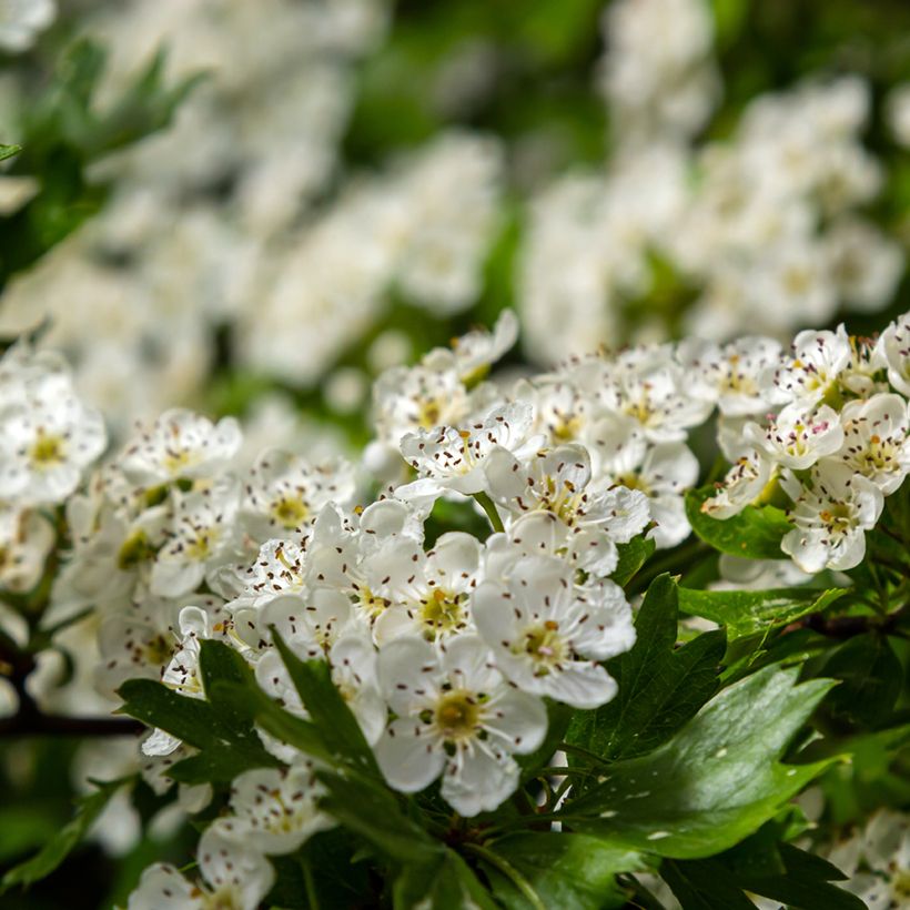 Espino albar - Crataegus monogyna Compacta (Floración)