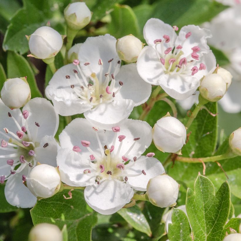 Espino albar - Crataegus monogyna Flexuosa (Floración)