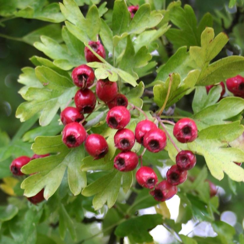 Espino albar - Crataegus monogyna Stricta (Follaje)