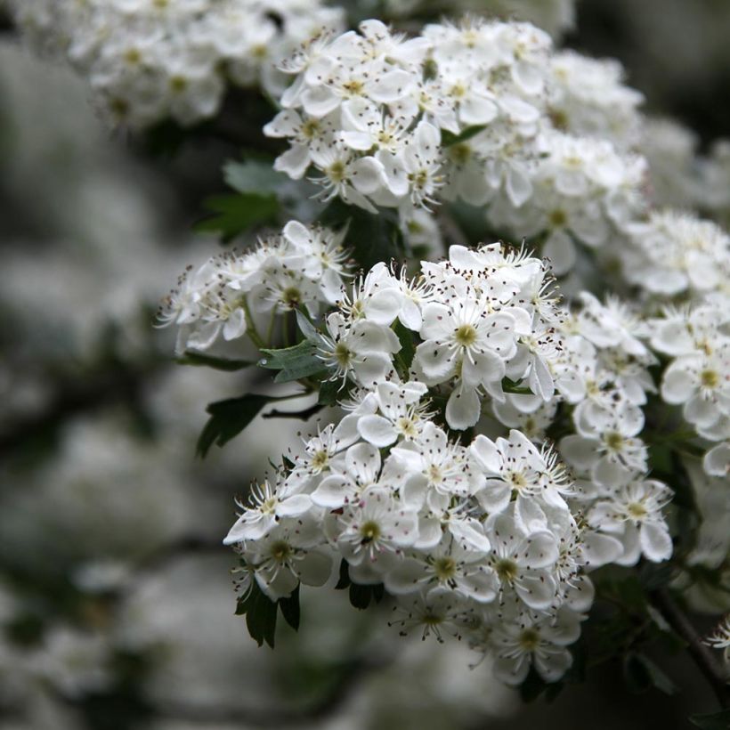 Espino albar - Crataegus monogyna Stricta (Floración)