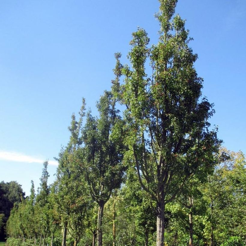 Espino albar - Crataegus monogyna Stricta (Porte)