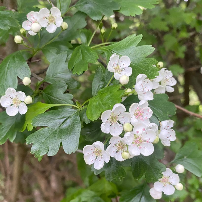 Aubépine noire - Crataegus nigra (Floración)