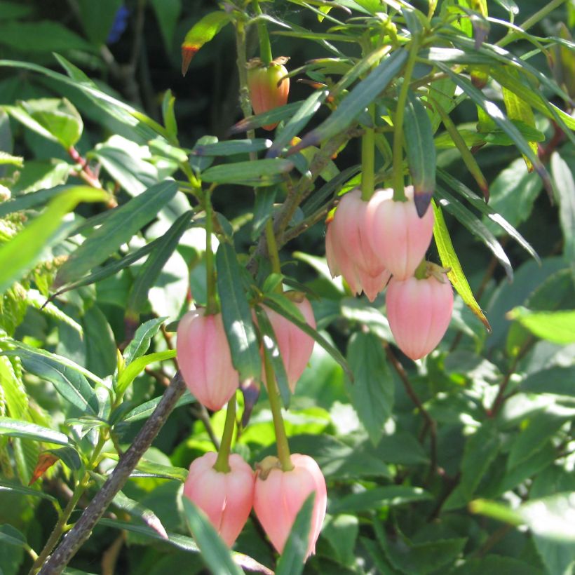 Crinodendron hookerianum Ada Hoffman (Floración)