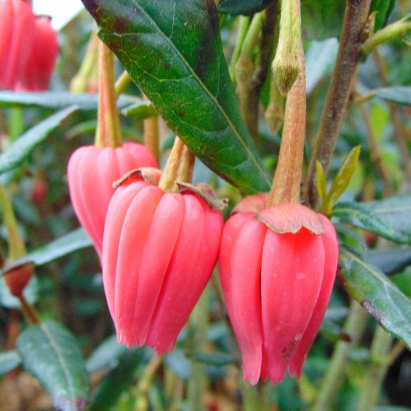 Crinodendron hookerianum - Polizonte (Floración)