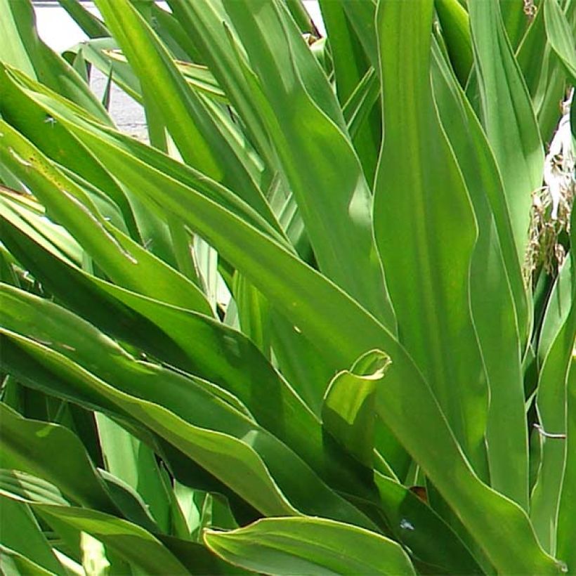 Crinum asiaticum - Lirios de pantanos (Follaje)