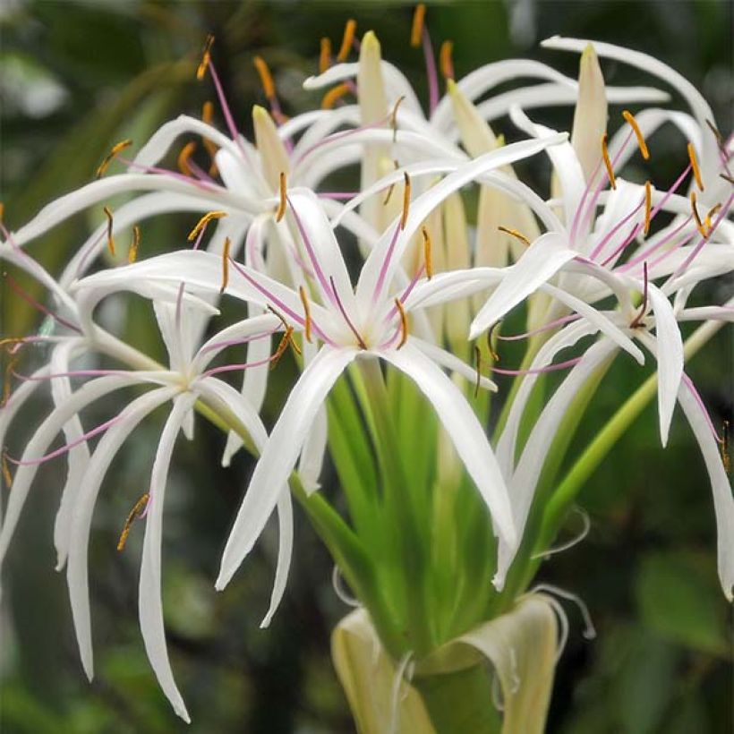 Crinum asiaticum - Lirios de pantanos (Floración)