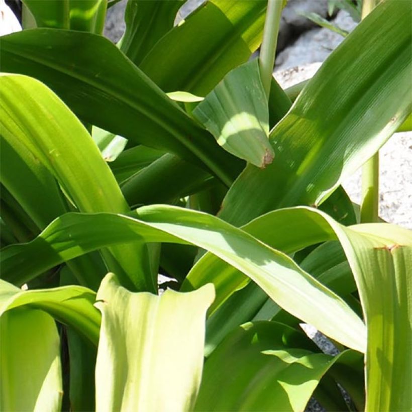 Crinum moorei - Lirios de pantanos (Follaje)