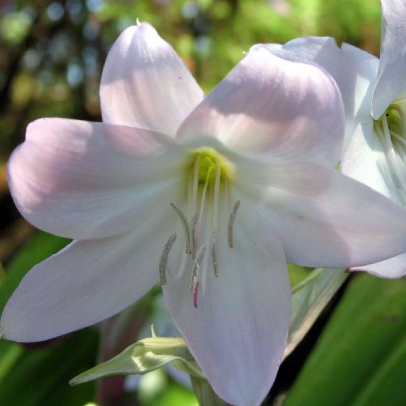 Crinum moorei - Lirios de pantanos (Floración)