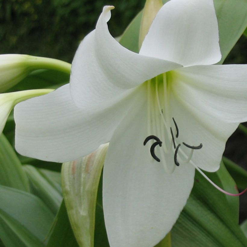 Crinum moorei Album - Lirios de pantanos (Floración)