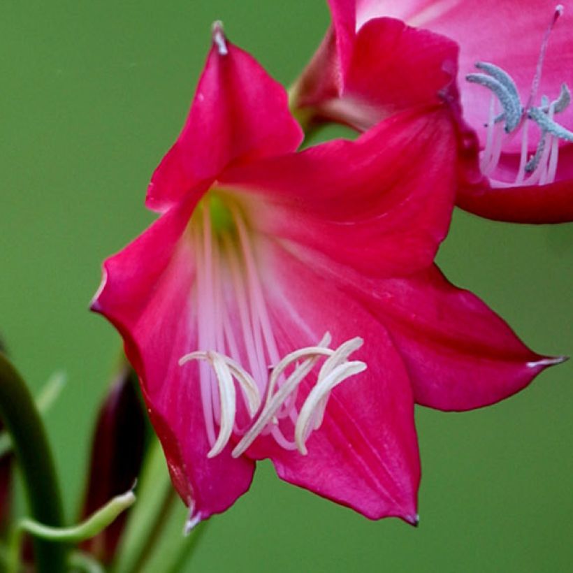 Crinum Ellen Bosanquet - Lirios de pantanos (Floración)