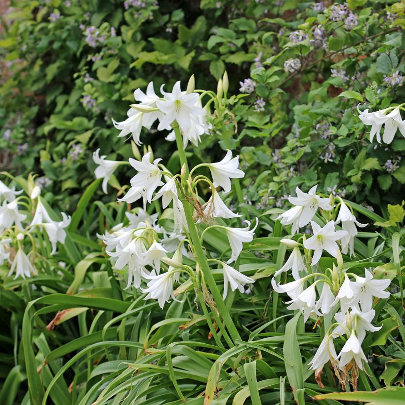 Crinum powellii Album - Lirios de pantanos (Porte)