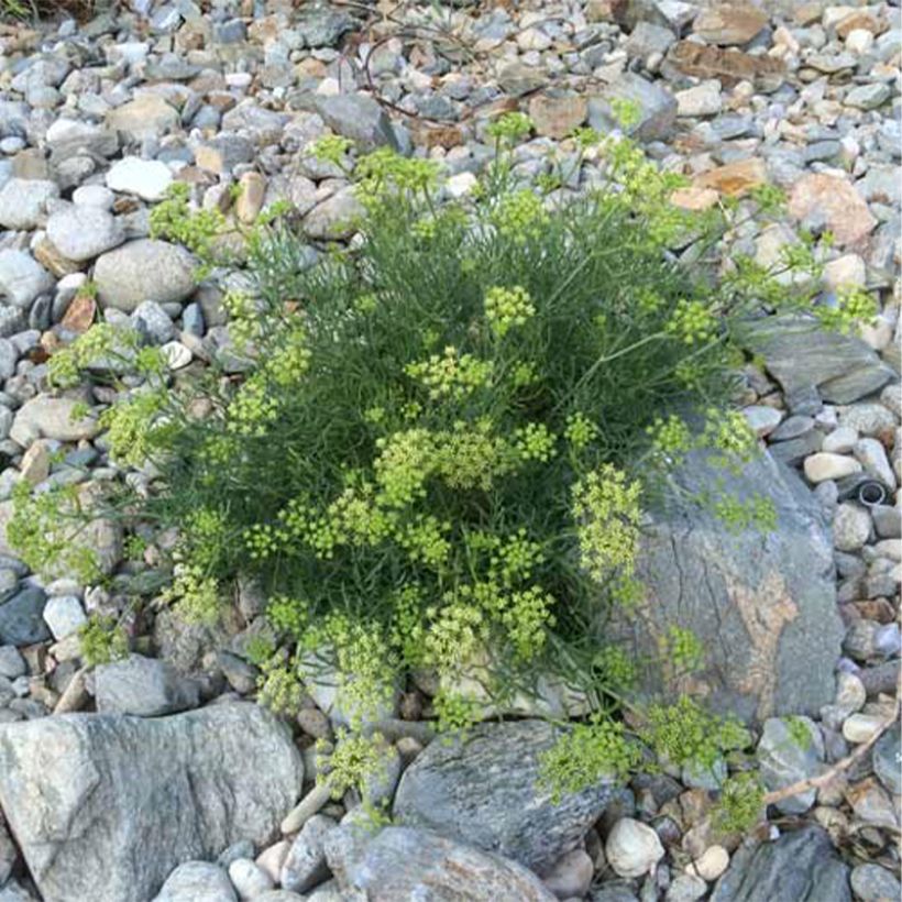 Hinojo marino - Crithmum maritimum (Porte)