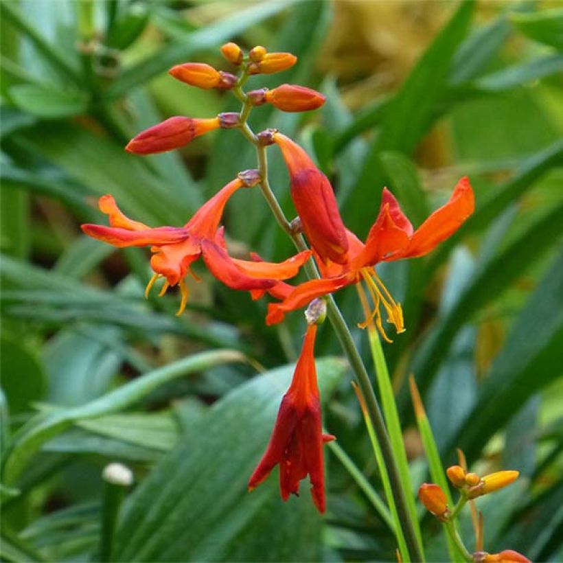 Crocosmia crocosmiiflora Babylon (Floración)