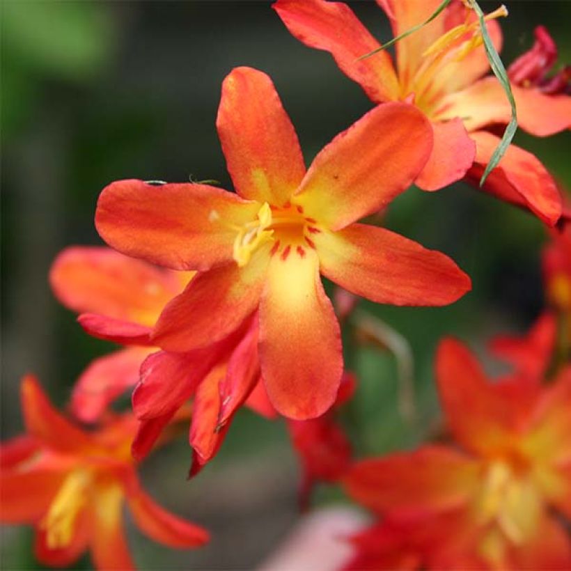 Crocosmia crocosmiiflora Carmine Brillant (Floración)