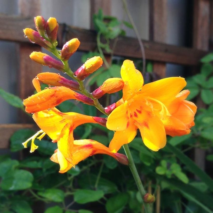 Crocosmia crocosmiiflora Colombus (Floración)