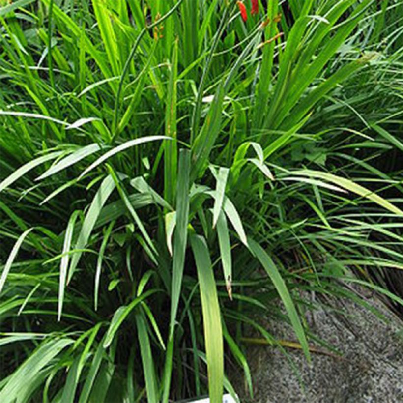 Crocosmia Emberglow (Follaje)