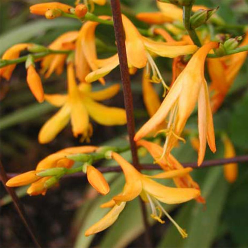 Crocosmia crocosmiiflora George Davison (Floración)