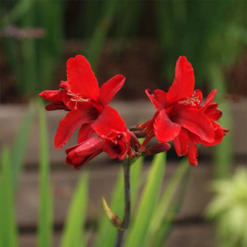 Crocosmia Hellfire (Floración)