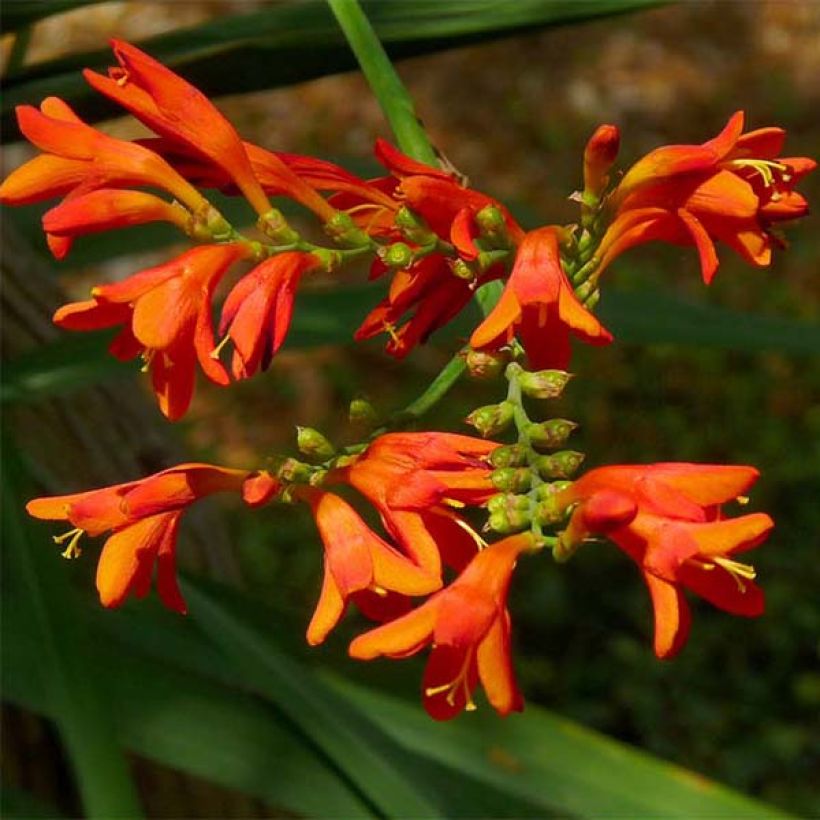 Crocosmia crocosmiiflora Météore (Floración)