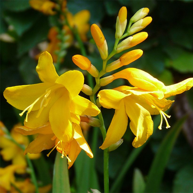 Crocosmia crocosmiiflora Buttercup (Floración)