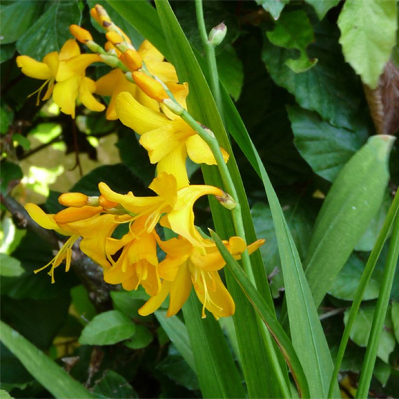 Crocosmia crocosmiiflora Buttercup (Porte)