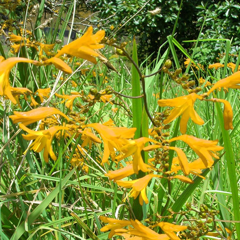 Crocosmia crocosmiiflora Norwich Canary (Floración)