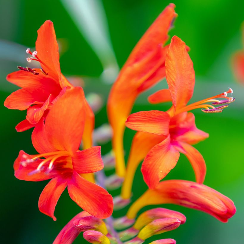 Crocosmia masoniorum Lucifer (Floración)