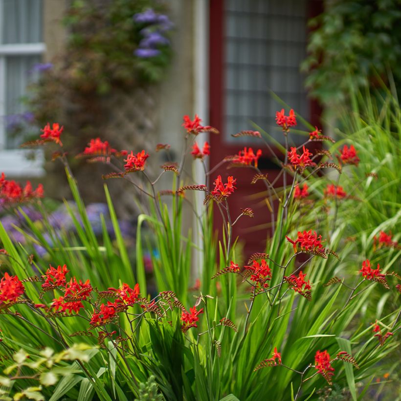 Crocosmia masoniorum Lucifer (Porte)