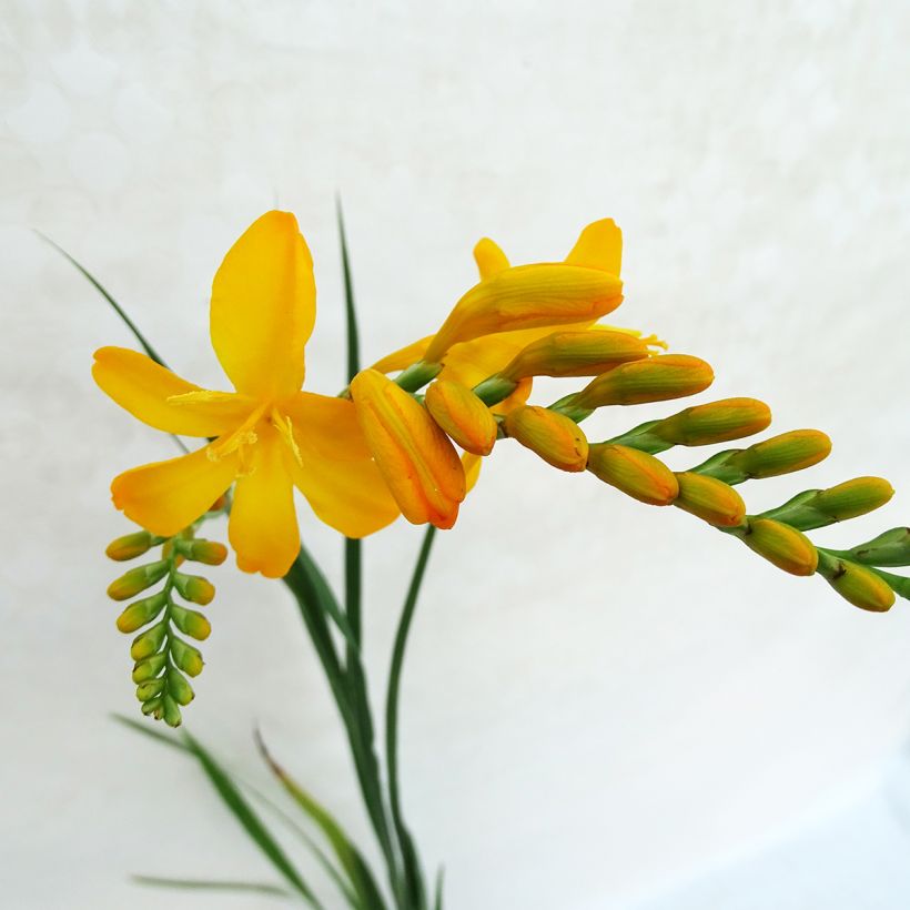 Crocosmia Paul’s Best Yellow (Floración)