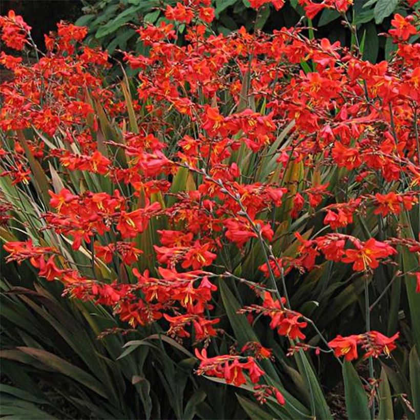 Crocosmia Saracen (Floración)