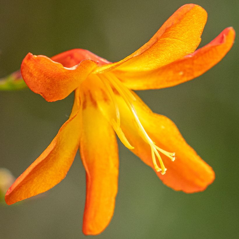 Crocosmia crocosmiiflora Star of the East (Floración)