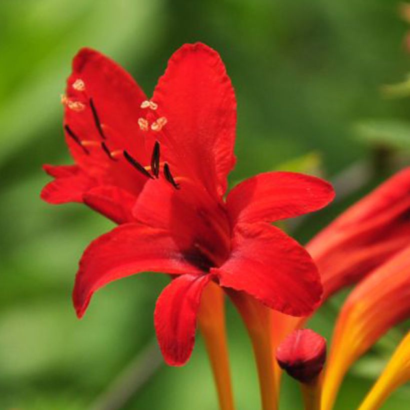 Crocosmia masoniorum (Floración)