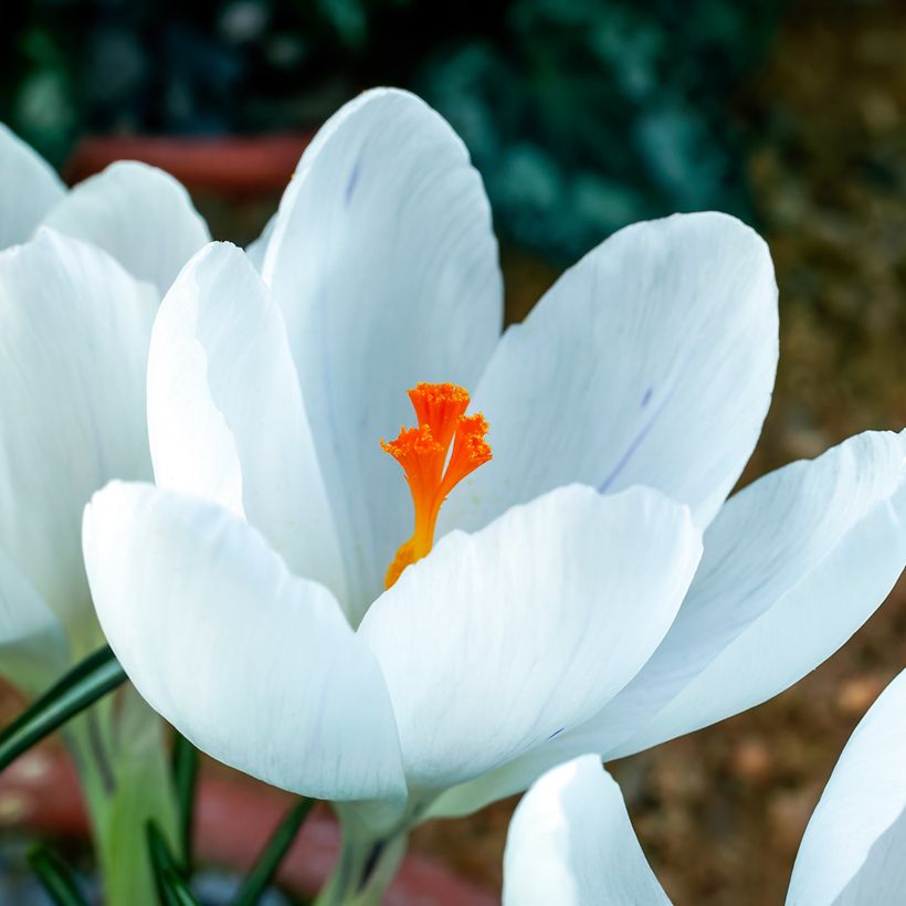 Crocus Jeanne D'Arc (Floración)