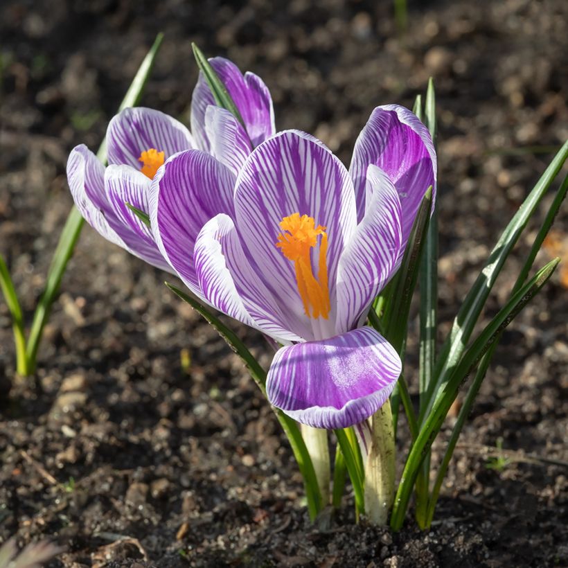 Crocus Pickwick (Floración)