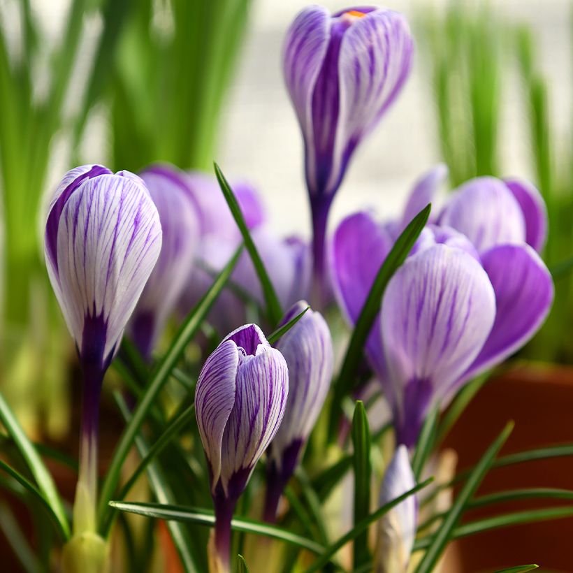 Crocus Pickwick (Porte)