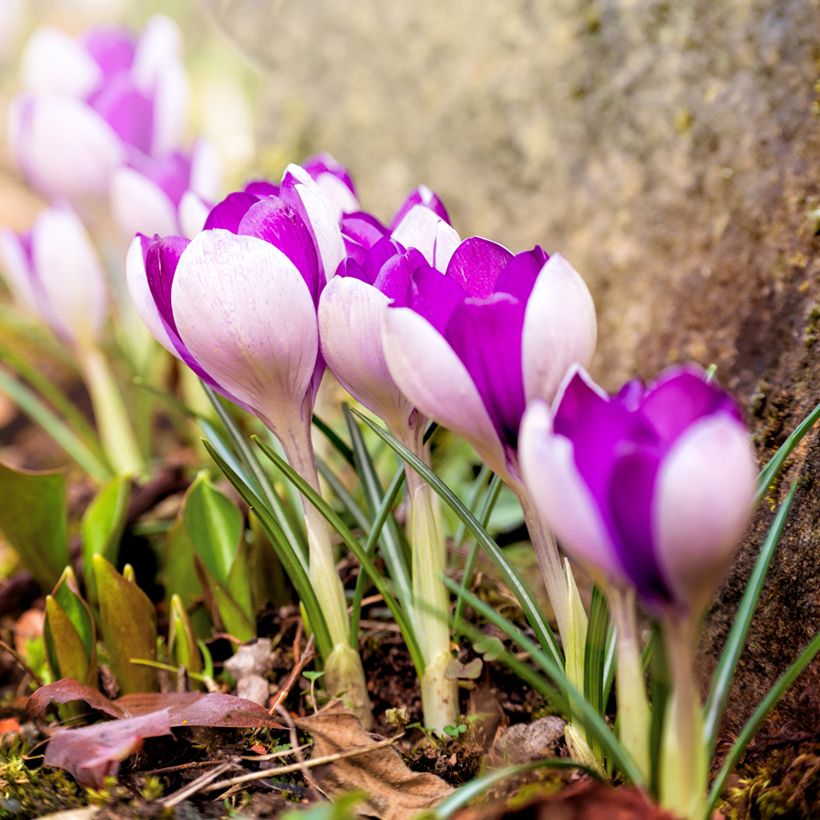 Crocus Yalta (Porte)