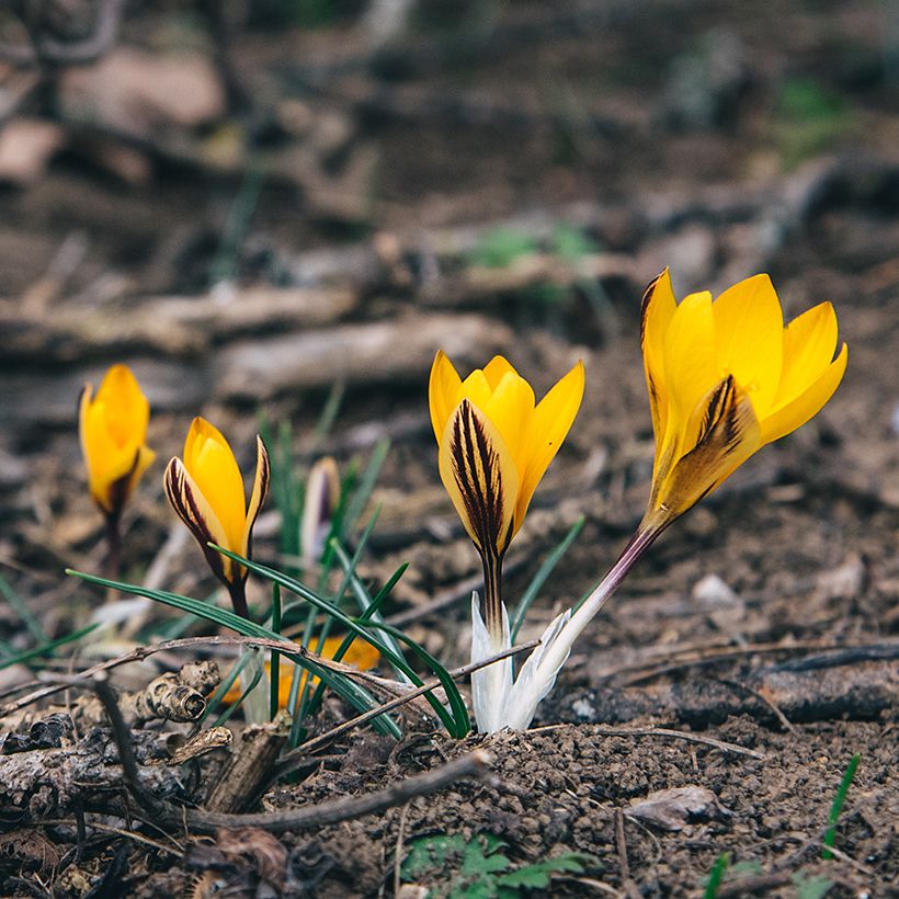 Crocus angustifolius (Porte)