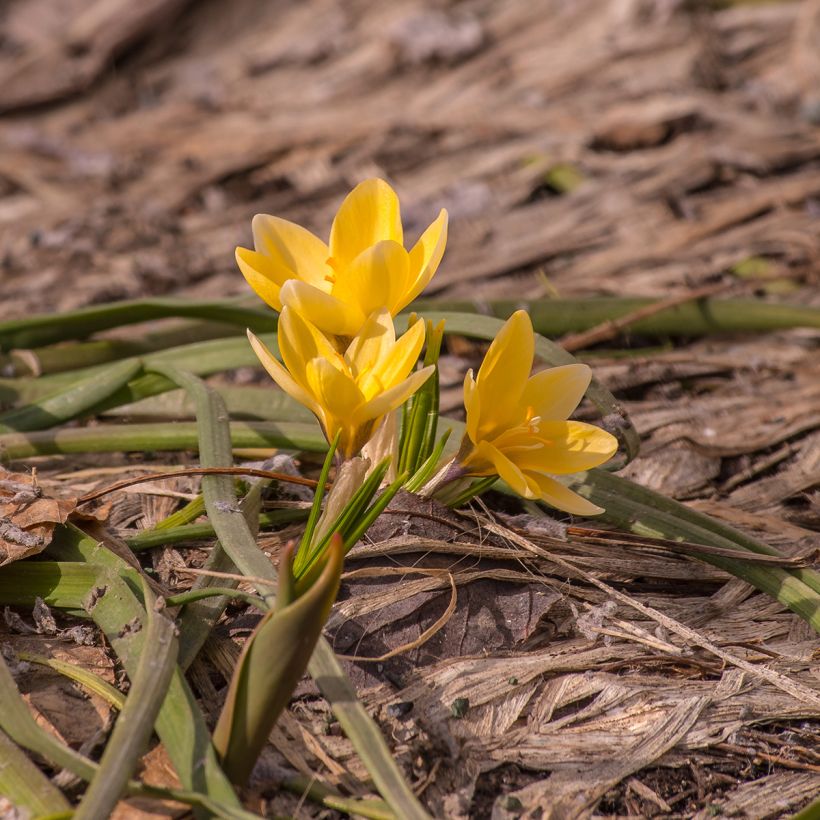 Crocus chrysanthus Advance (Porte)