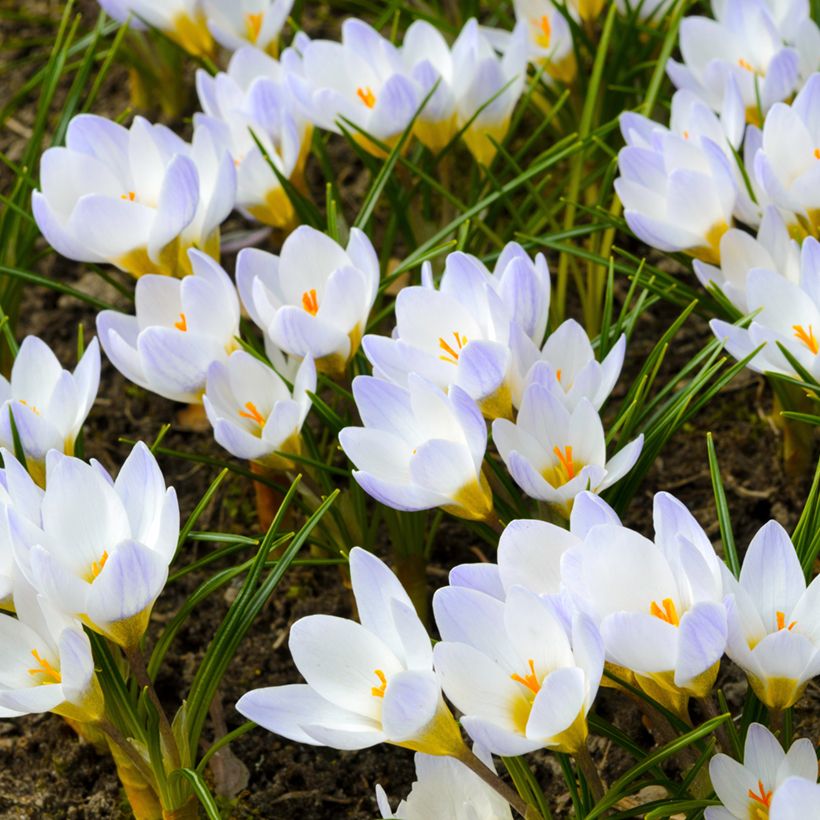 Crocus chrysanthus Blue Pearl (Porte)