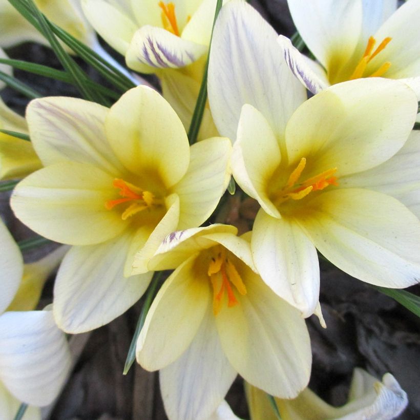 Crocus chrysanthus Cream Beauty (Floración)