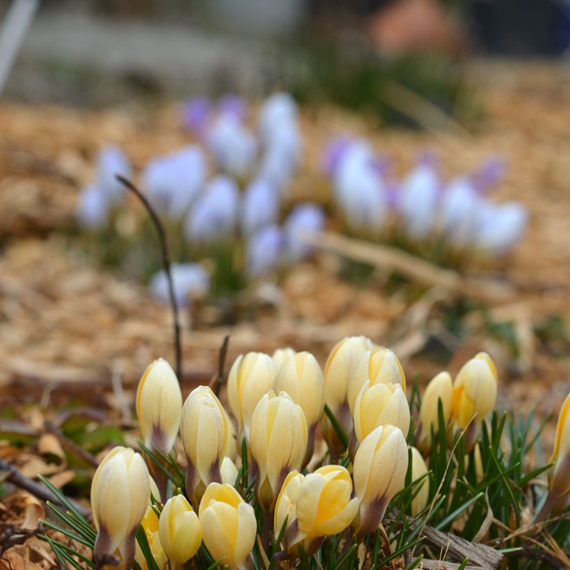 Crocus chrysanthus Cream Beauty (Porte)