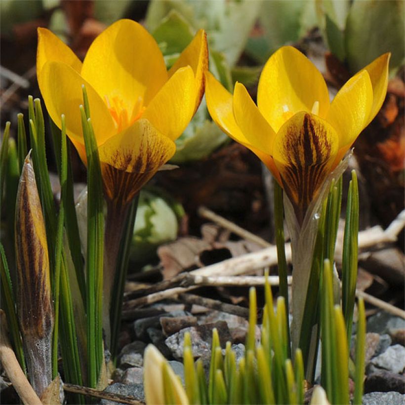 Crocus chrysanthus Fuscotinctus (Floración)