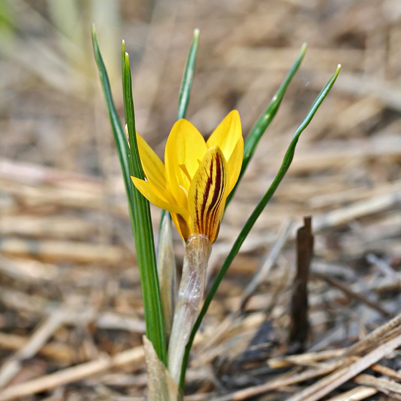 Crocus chrysanthus Fuscotinctus (Porte)