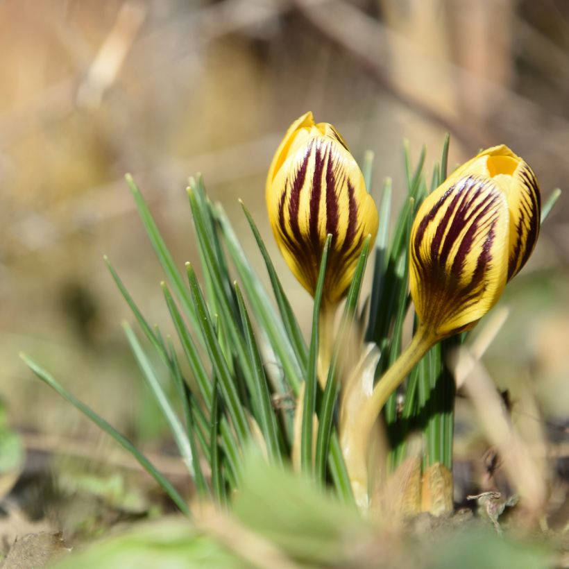 Crocus chrysanthus Gipsy Girl (Porte)