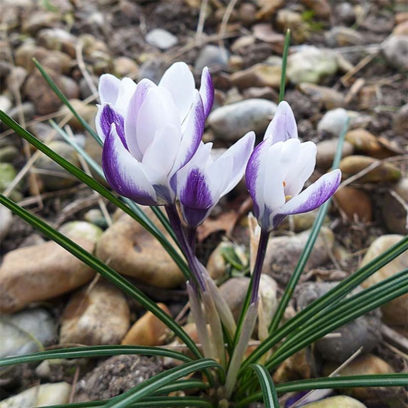 Crocus chrysanthus Ladykiller (Floración)