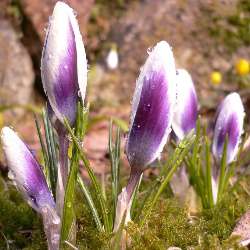 Crocus chrysanthus Ladykiller (Porte)