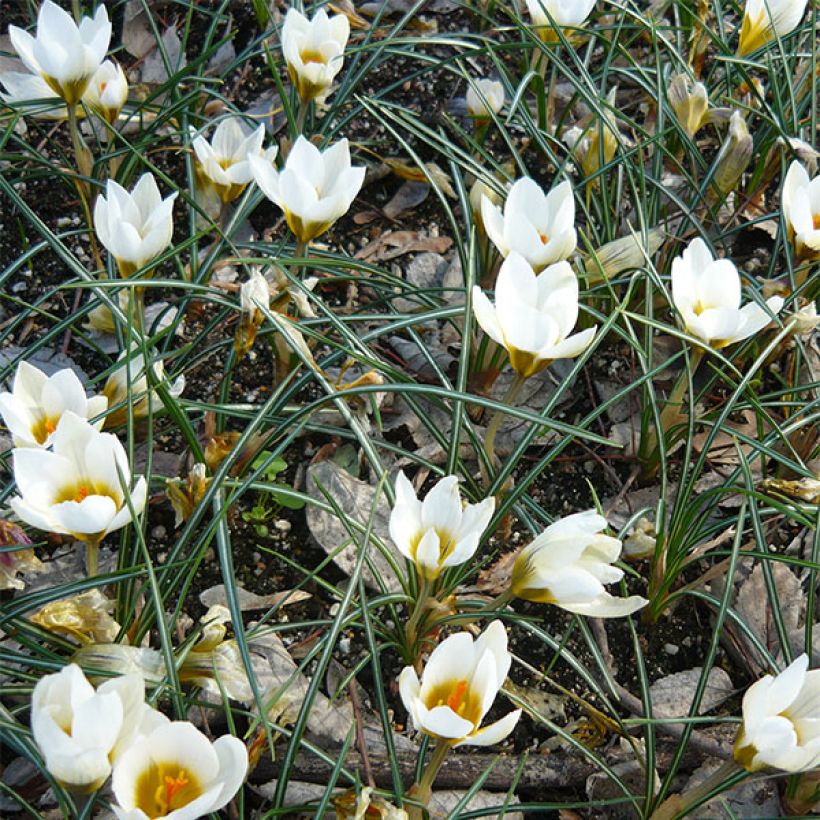 Crocus chrysanthus Snowbunting (Floración)