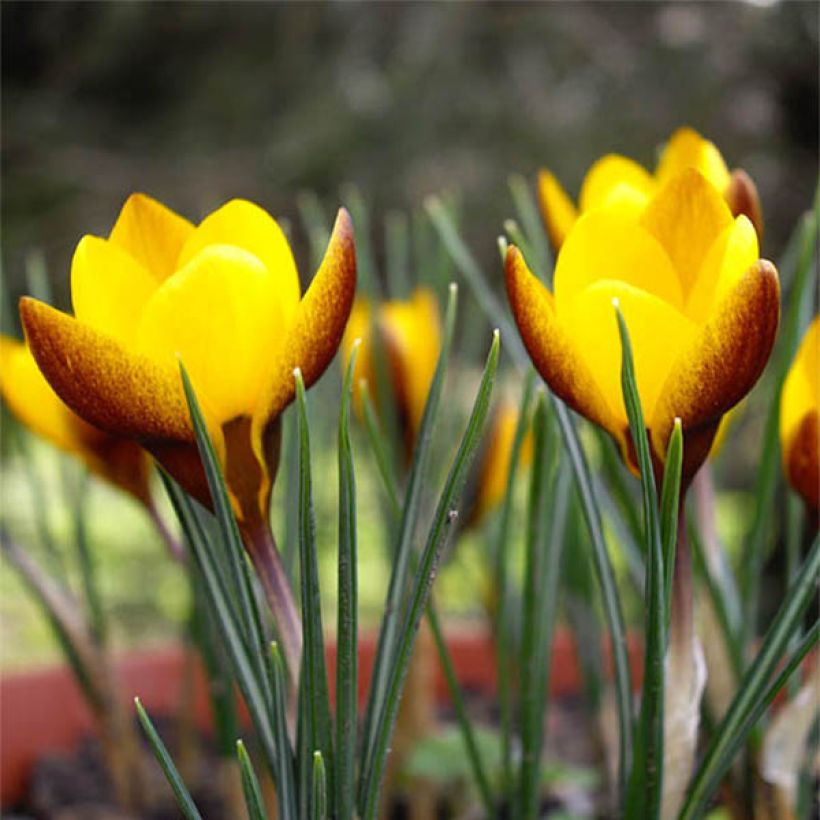 Crocus chrysanthus Zwanenburg Bronze (Floración)