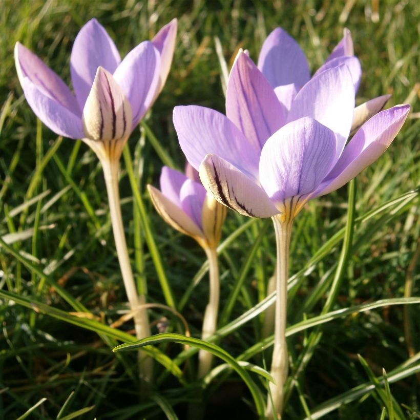 Crocus imperati De Jager (Floración)